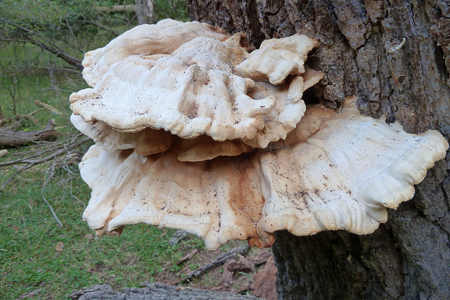 Fungus