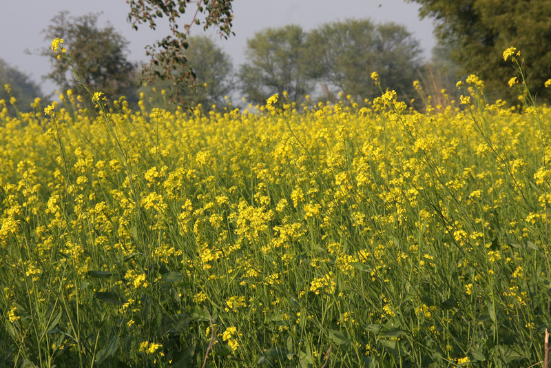 Mustard field