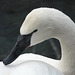 Trumpeter Swan