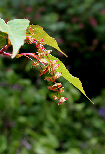 Acer davidii 'Serpentine ' groupe des jaspés
