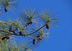 Pine Bough