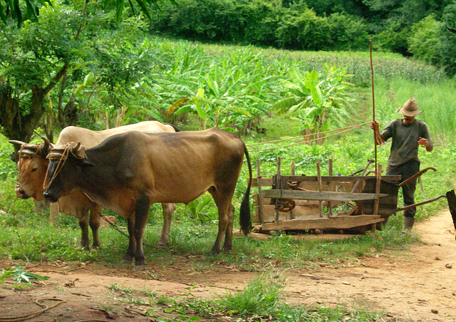 Cuban tractor