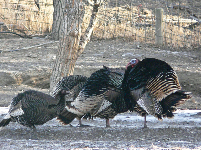 Wild Turkeys