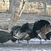 Wild Turkeys