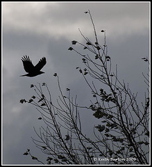 Crow silhouette