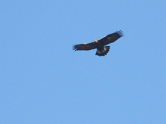 Juvenile Golden Eagle