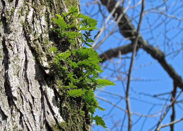 Resurrection fern