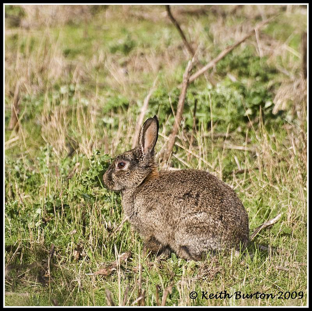 Wild Rabbit at Langstone Harbour