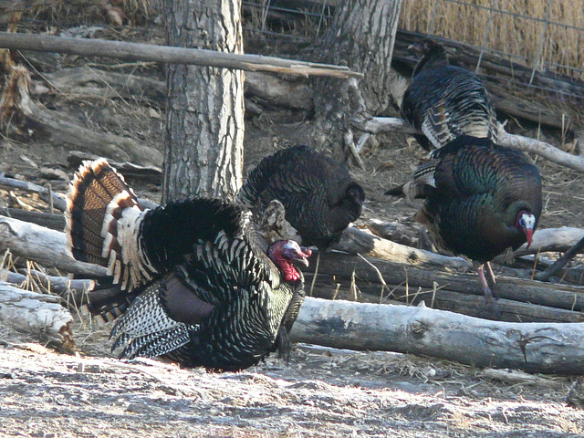 Wild Turkeys