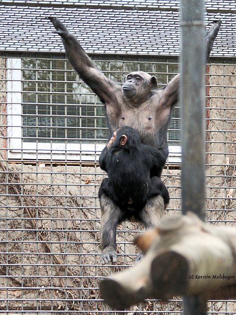 Fliegende Familie (Tierpark Schwaigern)