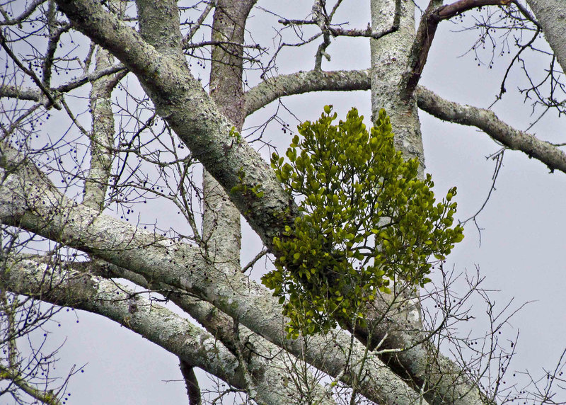 Mistletoe