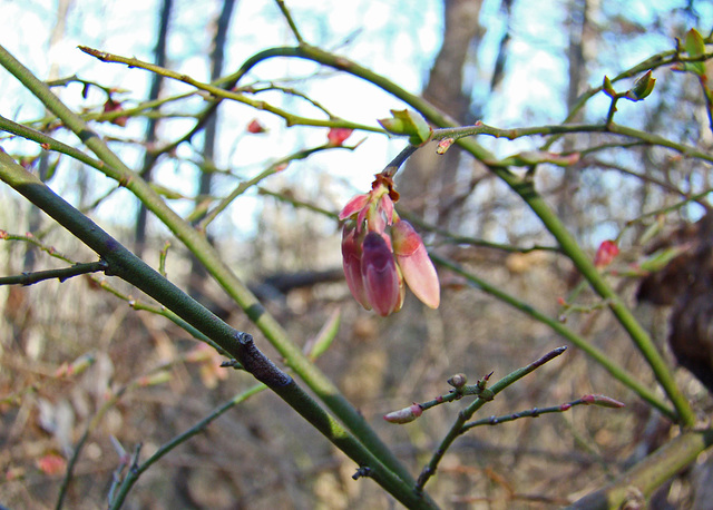 Wild Blueberry Flower Bud