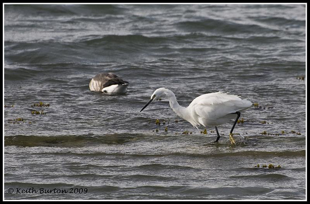 Little Egret at Langstone Harbour