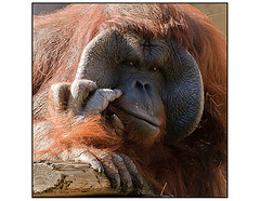 Orangutan Wistful Thinking