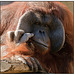 Orangutan Wistful Thinking