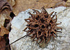 Sweet Gum Seed Ball