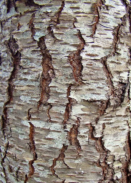 Bark