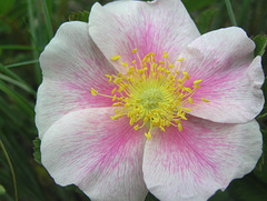 Prairie Rose