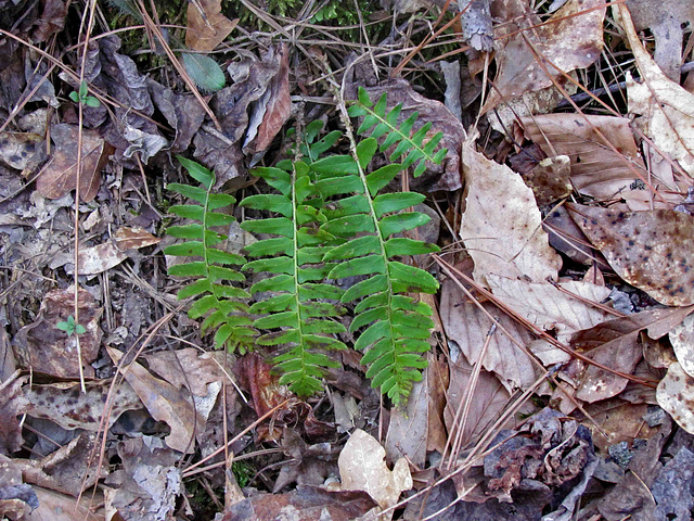 Fern