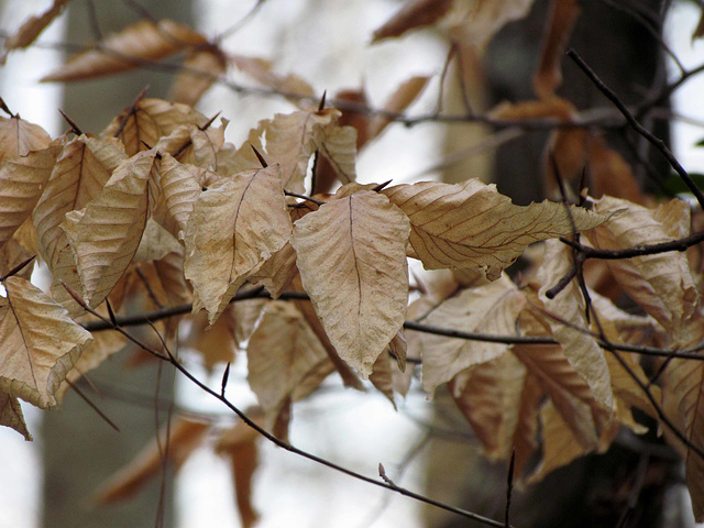 Dry Beech Leaves