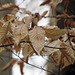 Dry Beech Leaves
