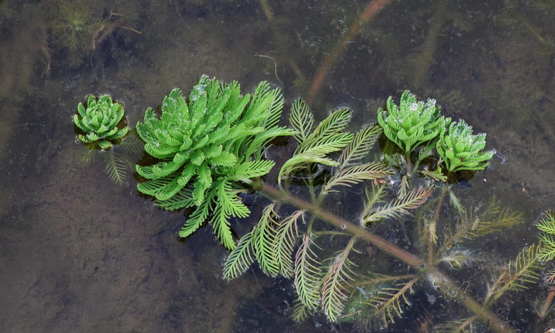 Aquatic Weed