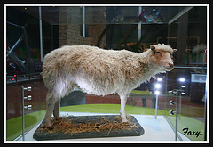 Dolly the sheep  (Edinburgh Museum)