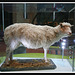 Dolly the sheep  (Edinburgh Museum)