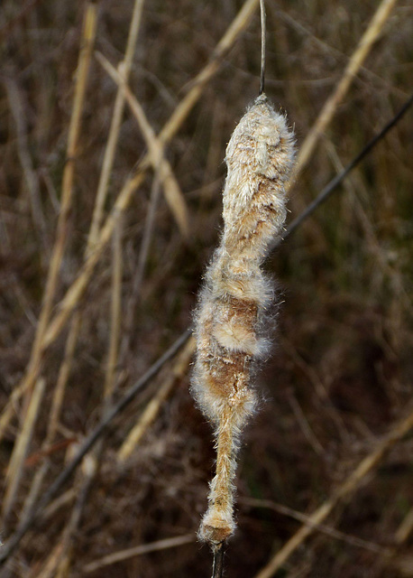 Spent Cattail