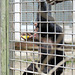 Schimpansenfütterung (Tierpark Schwaigern)