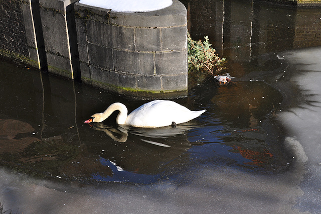 Swan in one of the few remaining open water spots