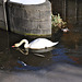 Swan in one of the few remaining open water spots