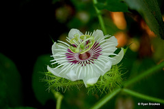 20061116-0077 Passiflora foetida L.
