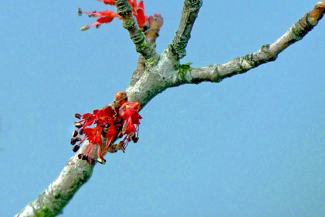 Tree in Bloom