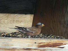 Gray-crowned Rosy-Finch