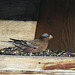 Gray-crowned Rosy-Finch