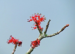 Tree in Bloom