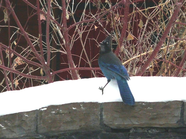 Stellar's Jay