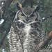 Great Horned Owl