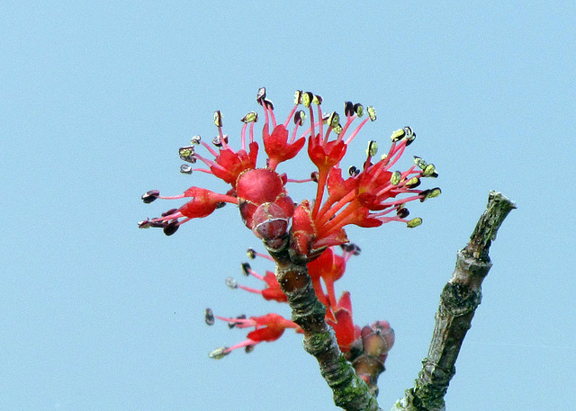 Flowering Tree