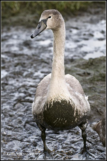 Muddy Cygnet