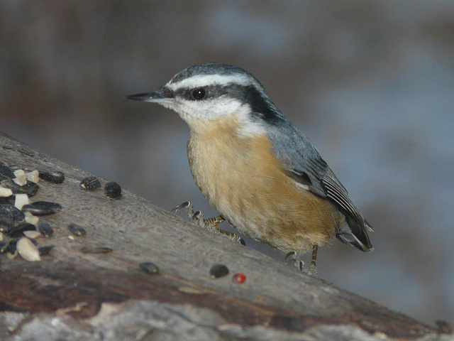 Red-breasted Nuthatch