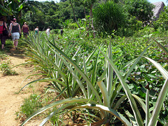 Pineapples and sweet potatoes