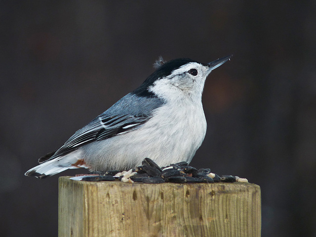 Nuthatch with a mohawk