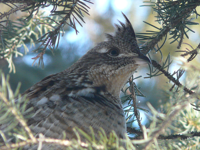 Ruffed Grouse