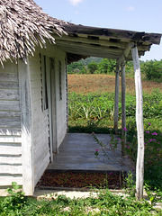 Coffee beans drying