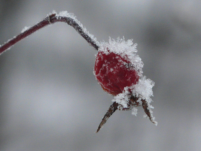 Iced berry