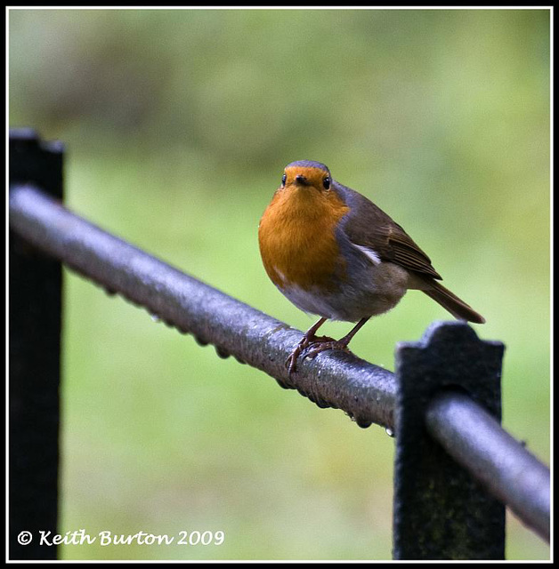 Robin on metal fence