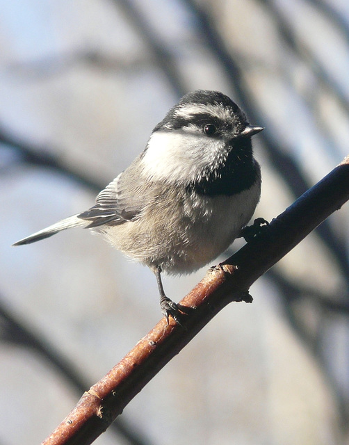 Mountain Chickadee