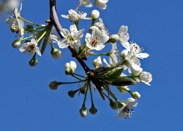 Tree Flowers